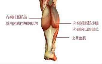 肌肉腿.jpg