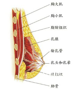 胸部结构.png